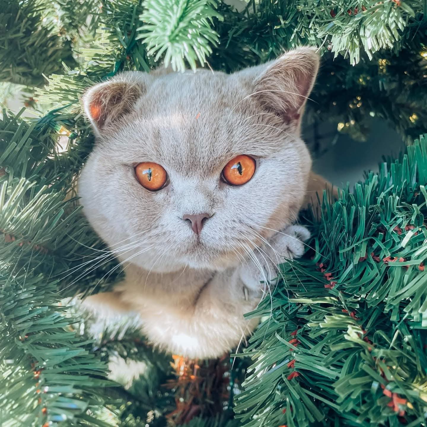 Casper, en lilla britisk korthår fra NO*Frostfall, kikker ut av juletreet i sitt nye hjem