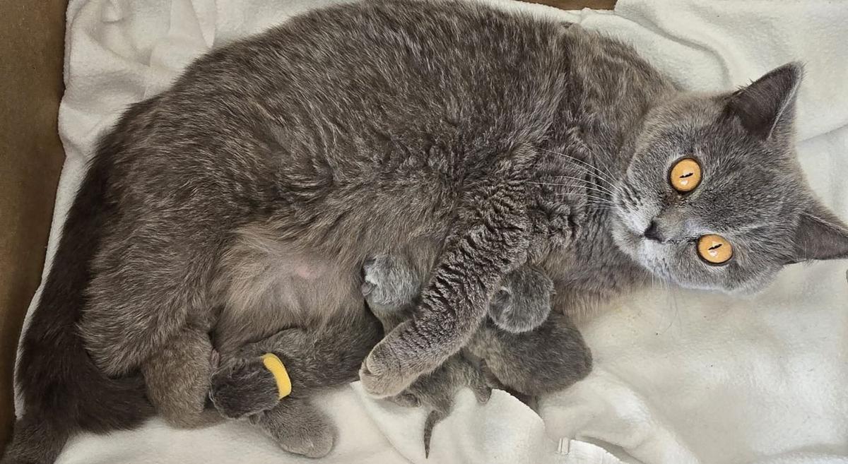 Cordelia ligger med de nyfødte kattungene i kull G