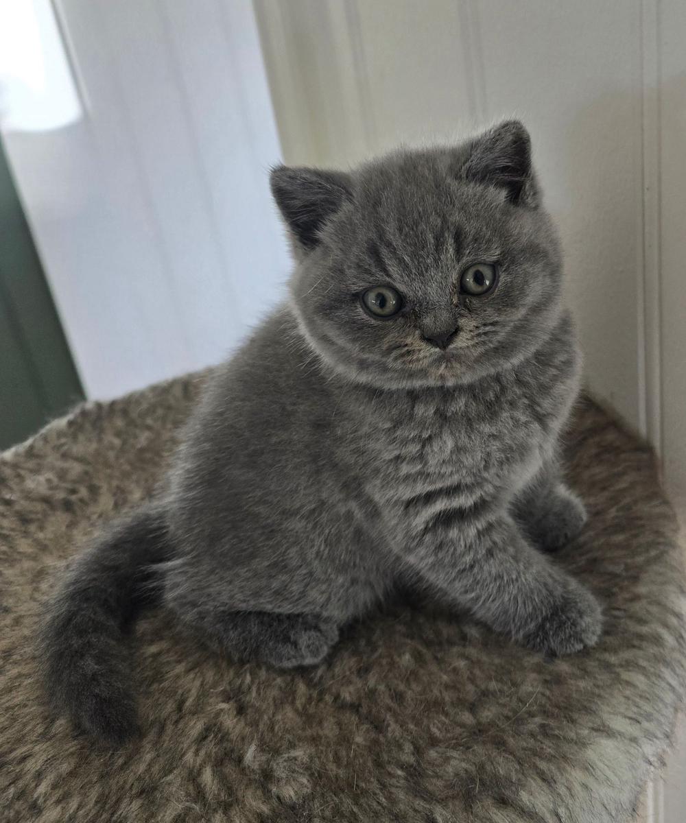 Blå britisk korthår-kattunge som sitter i en kattekurv
