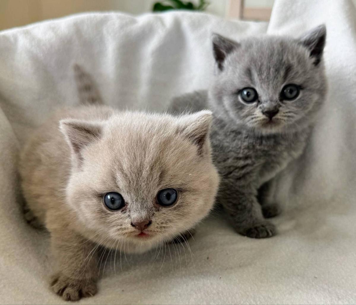 En lilla og en blå kattunge fra kull H