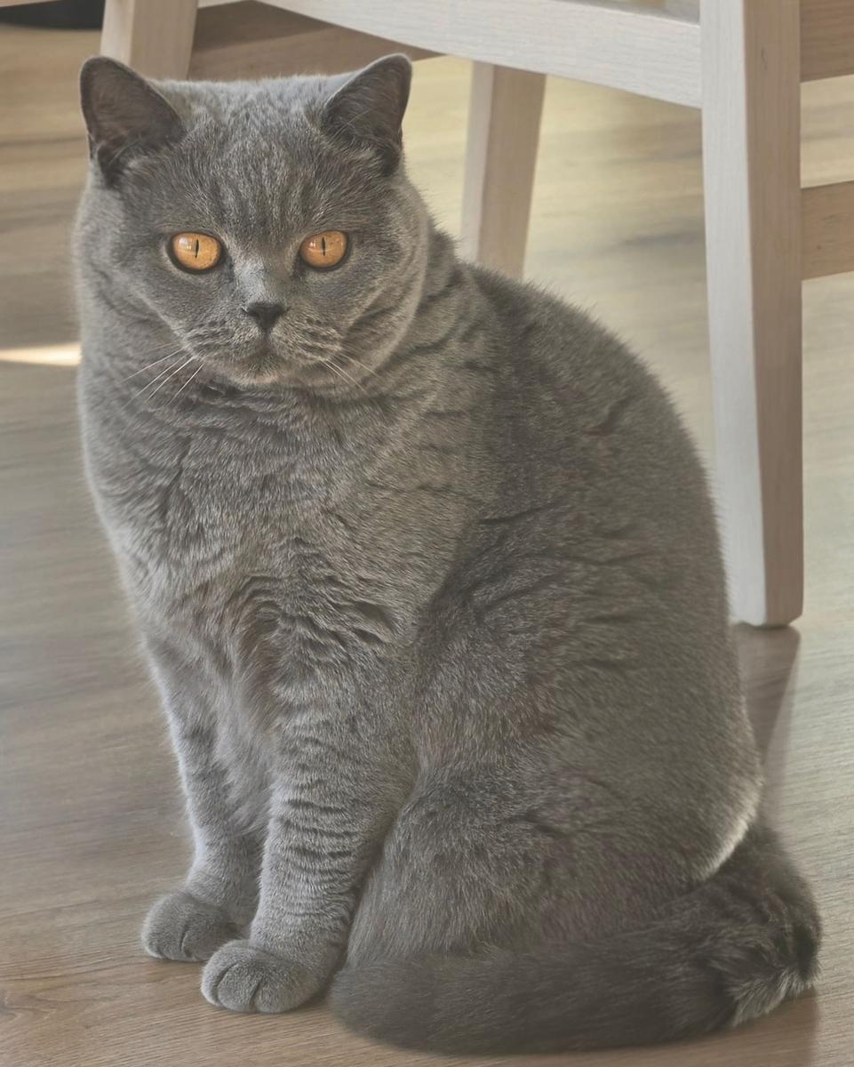NO*Mimmi's Katteri Sarah, blå britisk korthår hunnkatt, sitter på stuegulvet