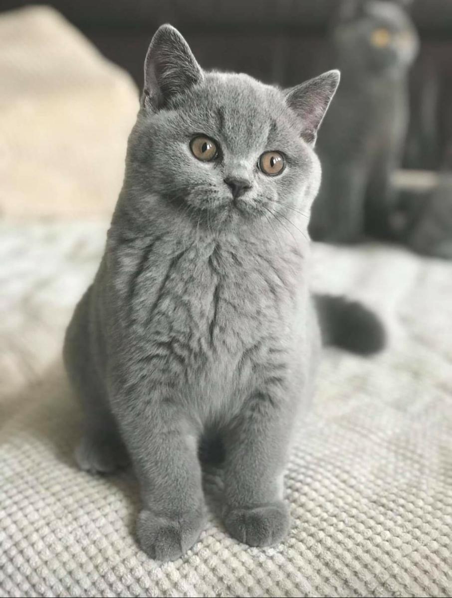 Thor som kattunge