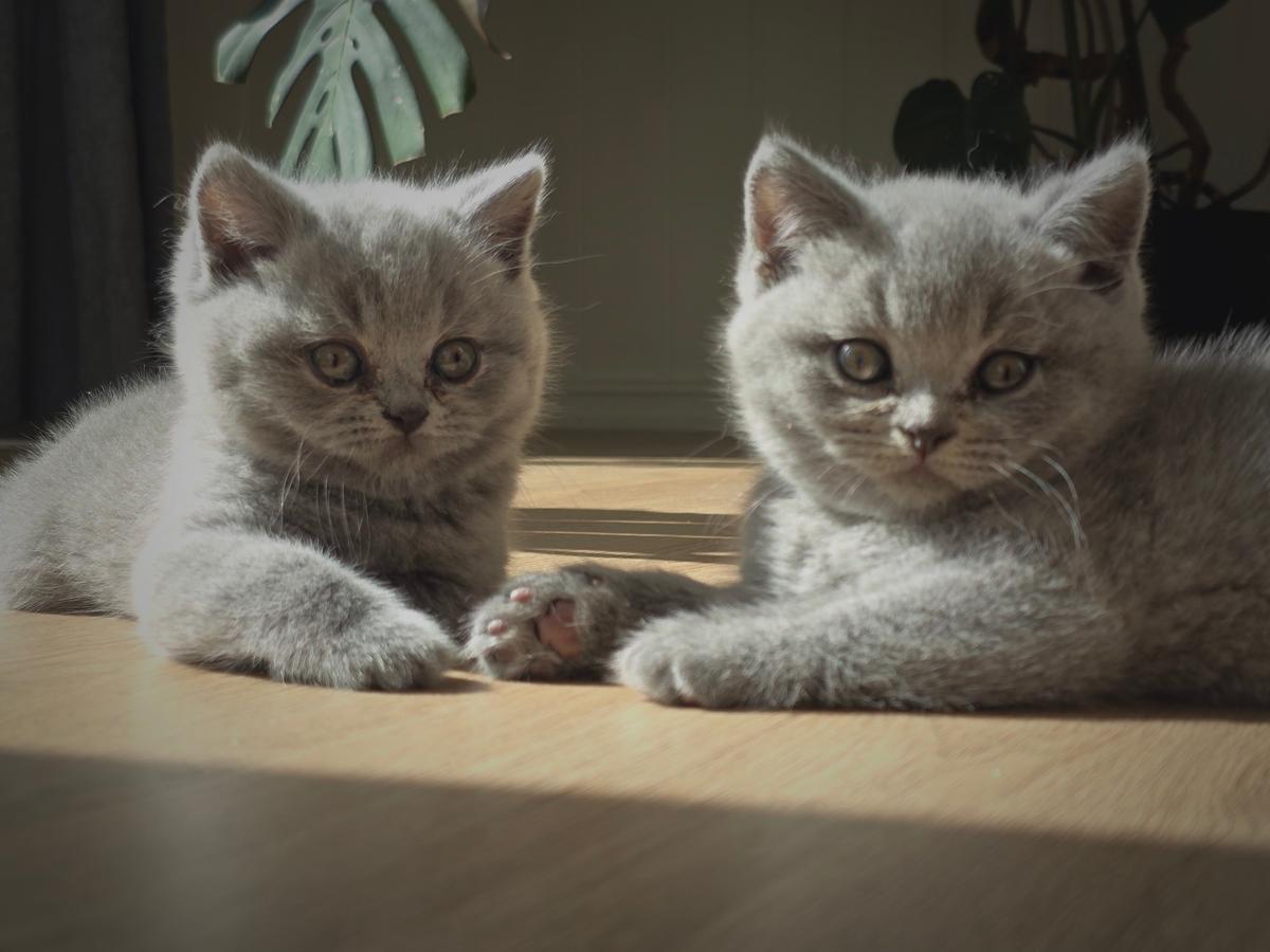 To britisk korthår-kattunger som ligger i solen på stuegulvet